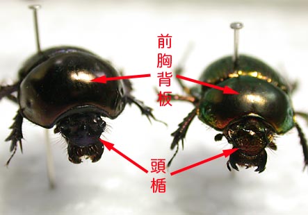 センチとオオセンチ: ３６５％田舎暮らし